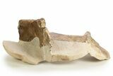 Fossil Plesiosaur (Thililua?) Cervical Vertebra - Asfla, Morocco #329729-2